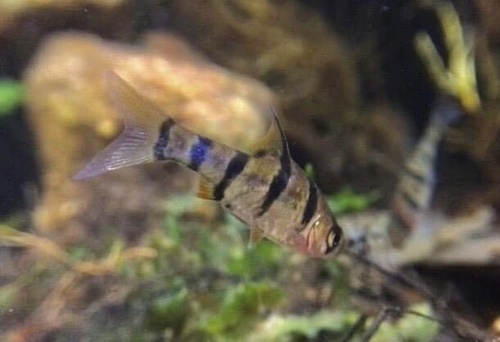 Fiveband barb (Desmopuntius pentazona) — Cyprinidae — 2