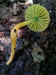 Gliophorus