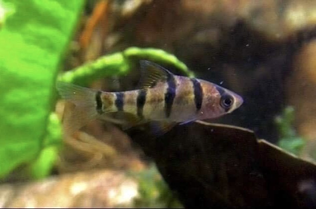 Five-Banded Barb