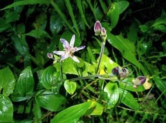 Tricyrtis formosana