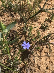 Aristea africana