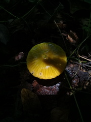Gliophorus