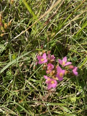 Centaurium littorale