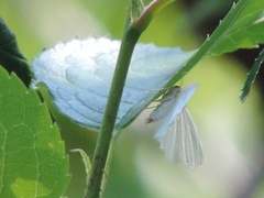 Lomographa vestaliata