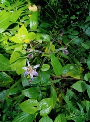 Tricyrtis formosana