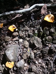 Cantharellus cibarius