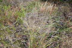 Enneapogon lindleyanus