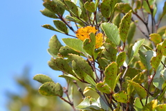 Pterophylla
