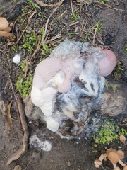 Brefeldia maxima
