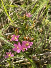 Centaurium littorale