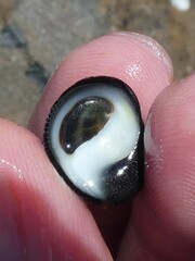 Nerita melanotragus