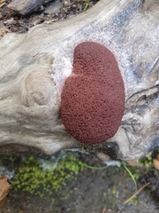 Brefeldia maxima