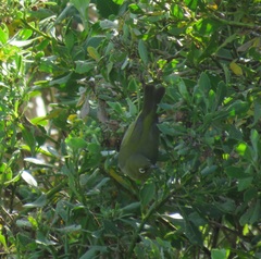 Zosterops virens capensis