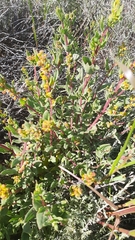 Tetragonia fruticosa