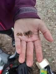 Corbicula fluminalis