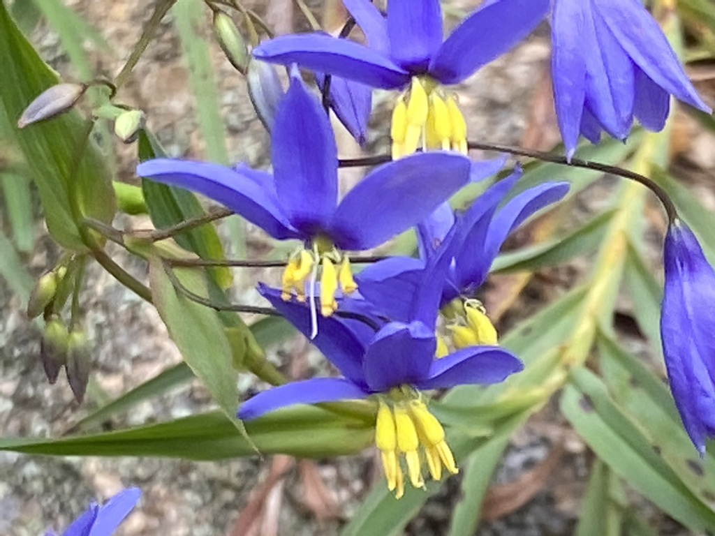 nodding blue lily