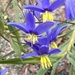 Nodding Blue Lily - Photo (c) alanayton, some rights reserved (CC BY-NC), uploaded by alanayton