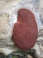 Brefeldia maxima