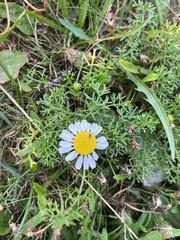 Tripleurospermum maritimum