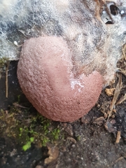 Brefeldia maxima