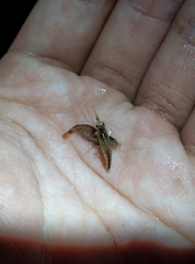 Neocaridina denticulata