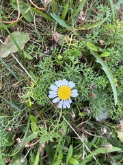 Tripleurospermum maritimum