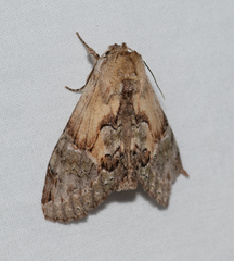 Antithemerastis acrobela