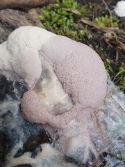 Brefeldia maxima