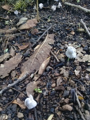 Hypomyces cervinigenus