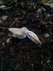 Hypomyces cervinigenus