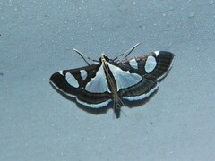 Glyphodes bicolor