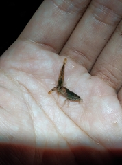 Neocaridina denticulata