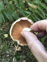 Lactarius deliciosus
