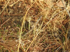 Pimpinella villosa
