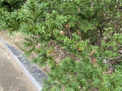 Taxus cuspidata