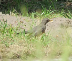 Turdus olivaceus olivaceus