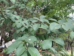 Quercus variabilis