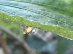 Oxyopes