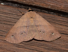 Ophyx eurrhoa