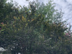 Lagerstroemia indica