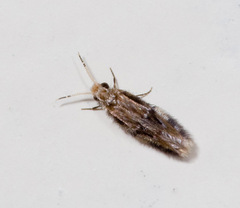 Hydroptilidae