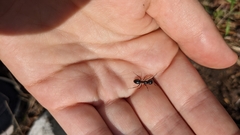 Camponotus aethiops