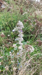 Echium