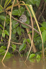 Hydropsalis climacocerca