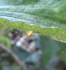 Oxyopes