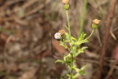 Vittadinia