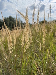 Calamagrostis epigejos