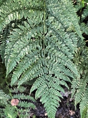 Dryopteris dilatata