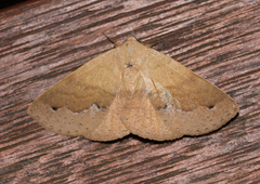 Ophyx ochroptera