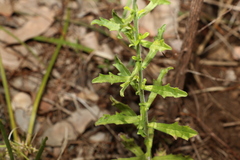 Vittadinia